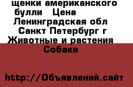 щенки американского булли › Цена ­ 70 000 - Ленинградская обл., Санкт-Петербург г. Животные и растения » Собаки   